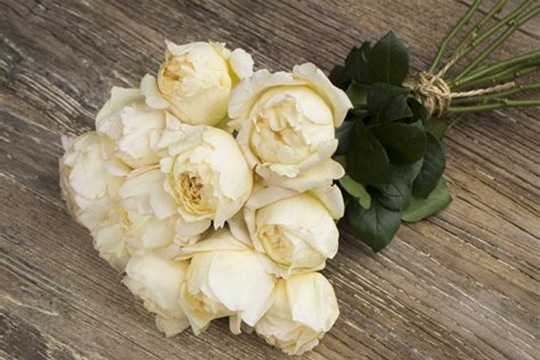 象牙伊芙伯爵 象牙伊芙伯爵