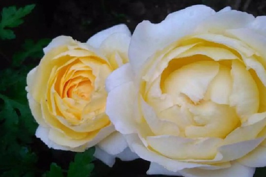 金伊芙伯爵 金伊芙伯爵