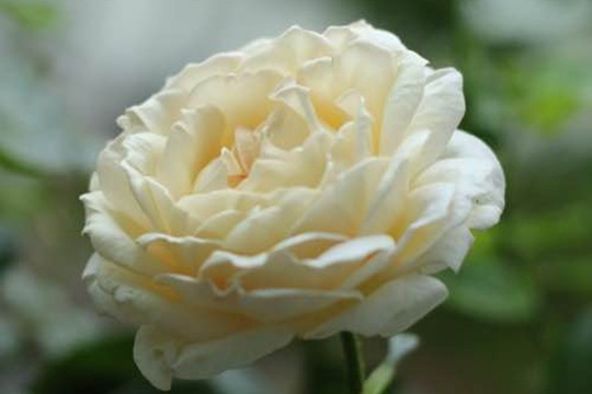 金伊芙伯爵 金伯爵月季值得入手吗