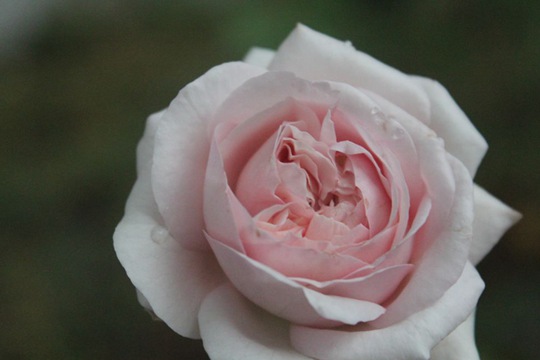 伊芙芳香喷泉 伊芙芳香喷泉Fontaine