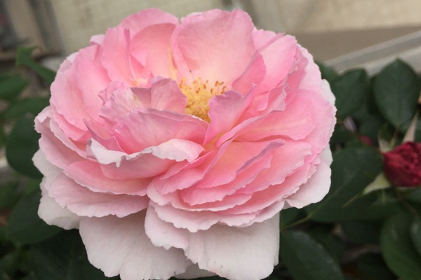 1544153238406953.jpg 伊芙唯一Yves NO 1