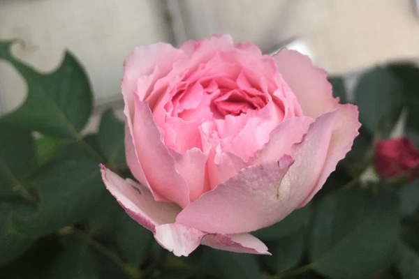1544153238960304.jpg 伊芙唯一Yves NO 1