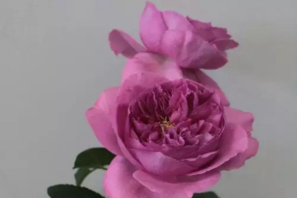 伊芙资产阶级 伊芙资产阶级