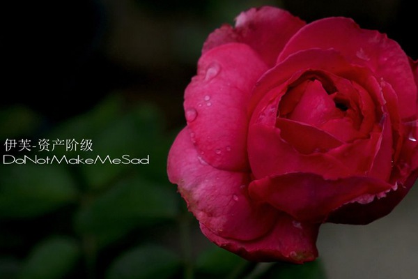 伊芙资产阶级 伊芙资产阶级Bourgeois
