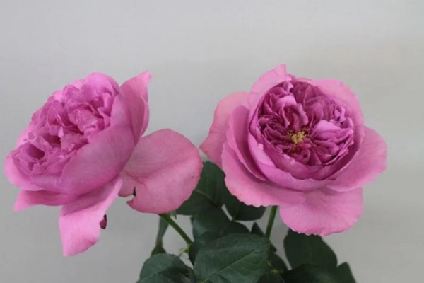 伊芙资产阶级 伊芙资产阶级Bourgeois