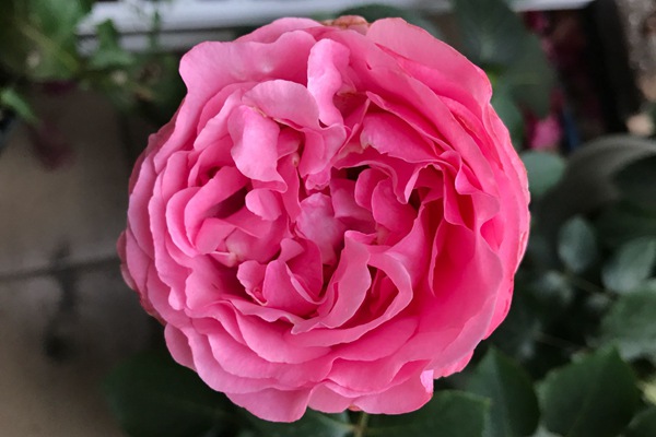 伊芙卡隆 伊芙卡隆