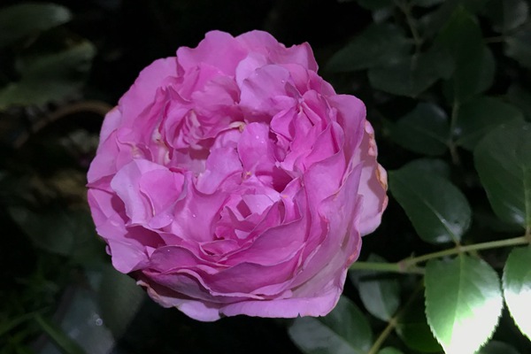 伊芙卡隆 伊芙卡隆Yves kanon