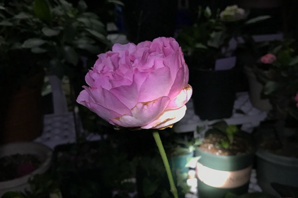 伊芙卡隆 伊芙卡隆Yves kanon