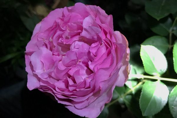 伊芙卡隆 伊芙卡隆Yves kanon