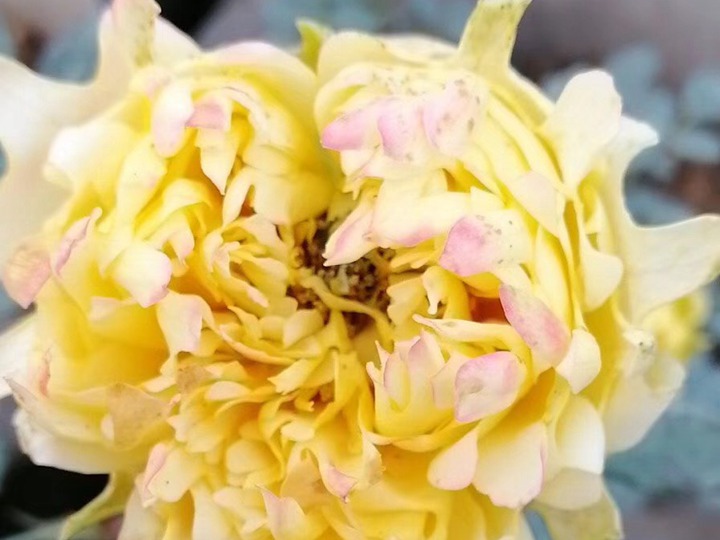 烟花波浪 烟花波浪