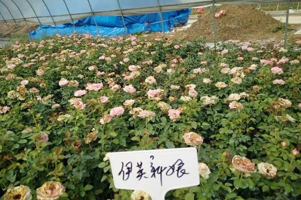 月季苗批发哪里最便宜 月季苗批发哪里最便宜