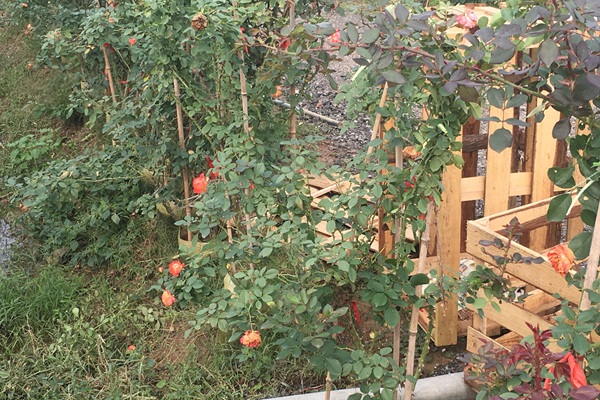 月季花小苗哪里有批发 月季花小苗哪里有批发