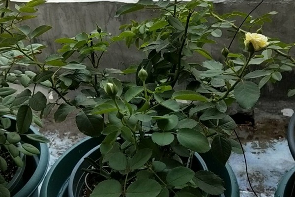 月季新手小白必看的月季种植知识 月季新手小白必看的月季种植知识