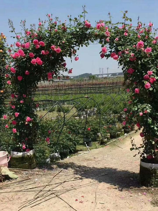 河南月季苗批发零售基地 河南月季苗批发零售基地