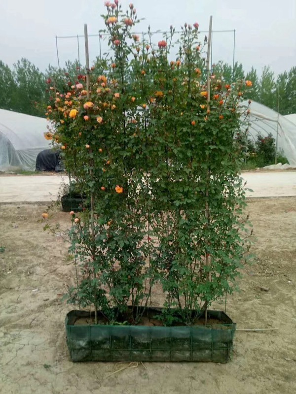 河南月季苗批发零售基地 河南月季苗批发零售基地