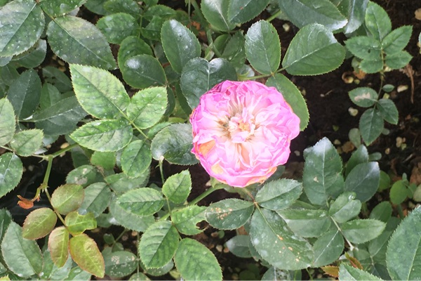 江苏沭阳月季花苗批发零售价格 江苏沭阳月季花苗批发零售价格
