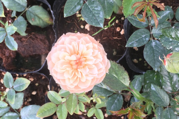 江苏沭阳月季花苗批发零售价格 江苏沭阳月季花苗批发零售价格