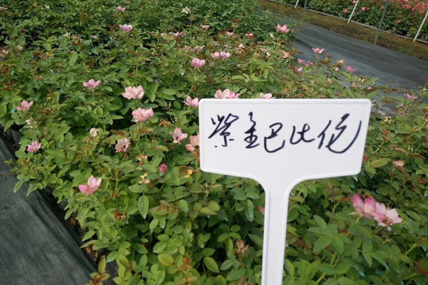 江苏沭阳月季花苗批发零售价格 江苏沭阳月季花苗批发零售价格