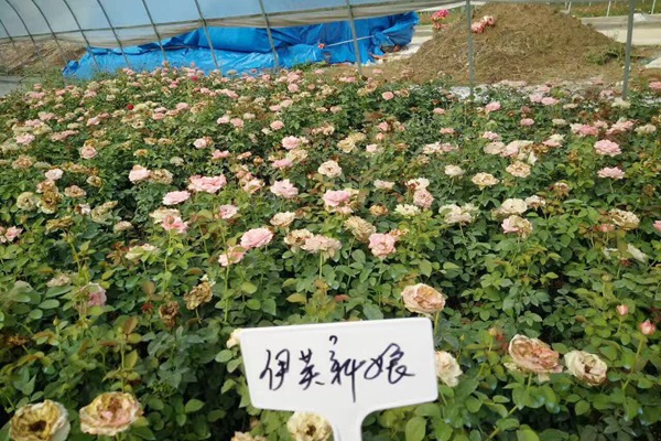 江苏沭阳月季花苗批发零售价格 江苏沭阳月季花苗批发零售价格