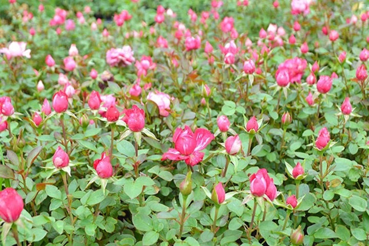 蜜糖 蜜糖