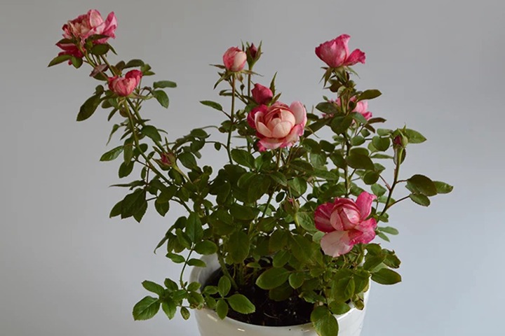 蜜糖 蜜糖