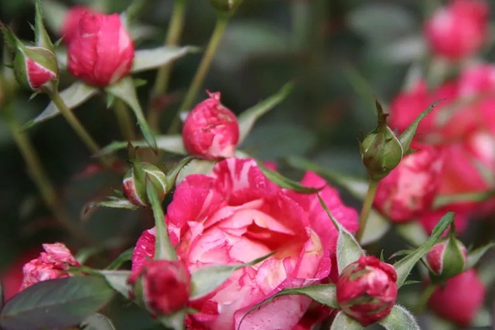 蜜糖 蜜糖