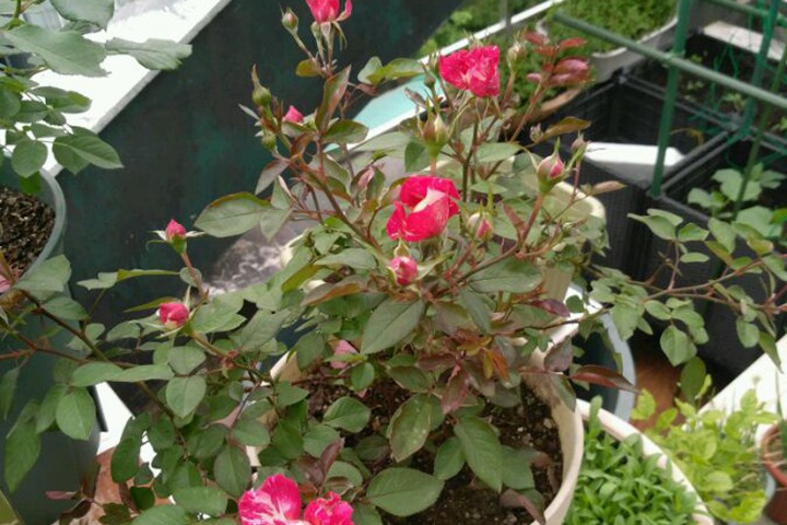 蜜糖 蜜糖