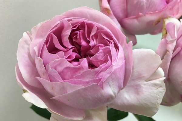 伊芙珍妮・洛里奥 伊芙珍妮・洛里奥