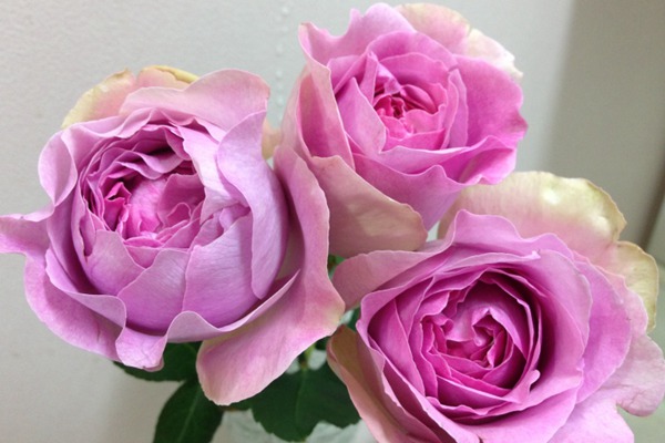 伊芙珍妮・洛里奥 伊芙珍妮・洛里奥