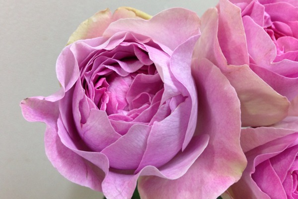 伊芙珍妮・洛里奥 伊芙珍妮・洛里奥
