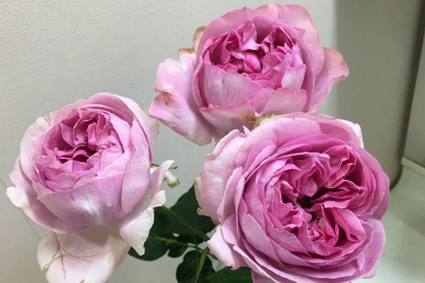 伊芙珍妮・洛里奥 伊芙珍妮・洛里奥