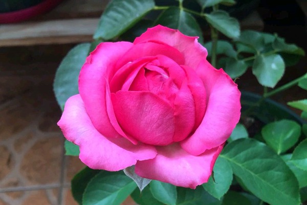 伊芙.伊冯娜.洛里奥 伊芙.伊冯娜.洛里奥