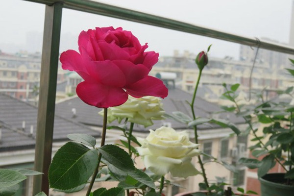 伊芙.伊冯娜.洛里奥 伊芙.伊冯娜.洛里奥