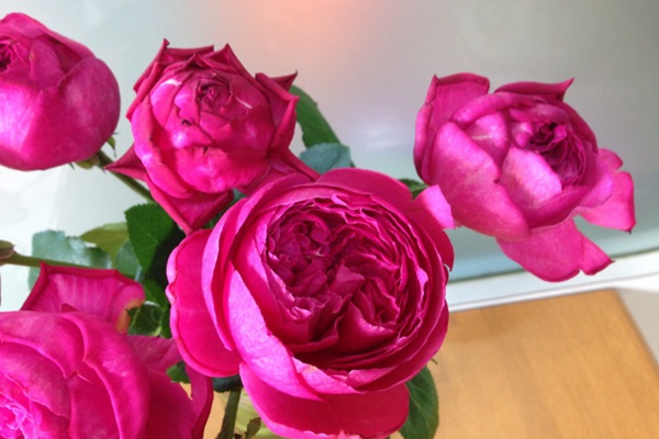 伊芙红伯爵 伊芙红伯爵