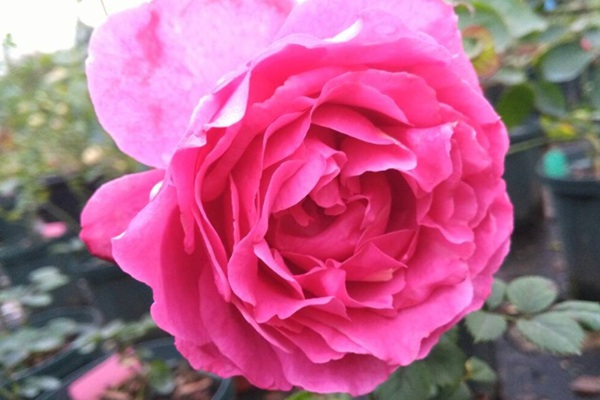 伊芙红色 伊芙红色
