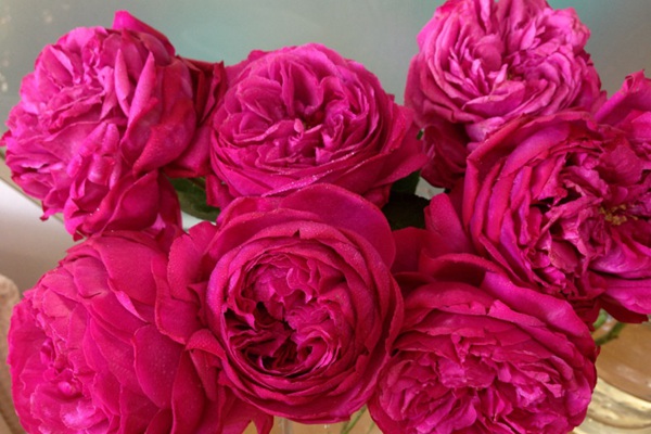 伊芙红色 伊芙红色