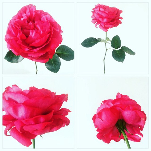 伊芙红色 伊芙红色