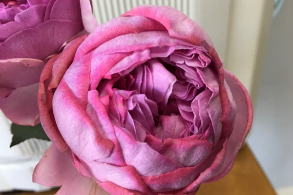 伊芙IM 伊芙IM