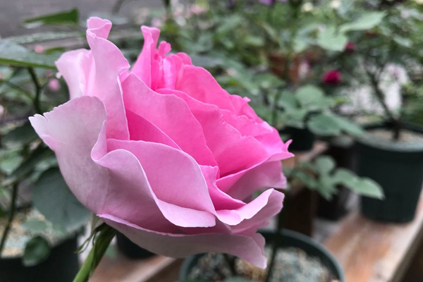 伊芙IM 伊芙IM