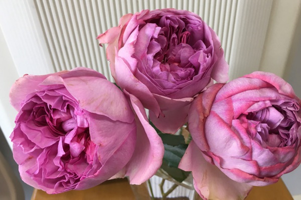 伊芙IM 伊芙IM