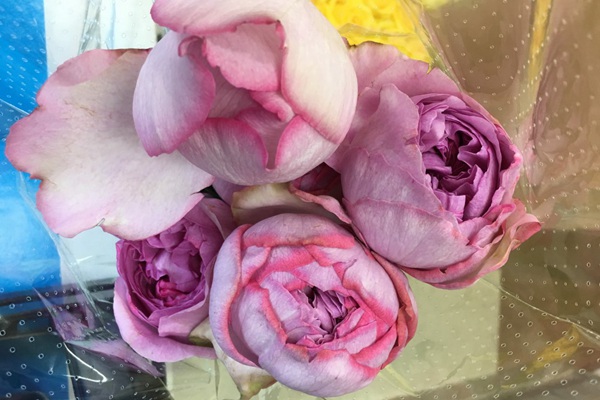伊芙IM 伊芙IM