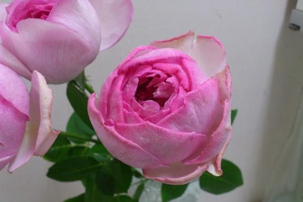 伊芙IM 伊芙IM
