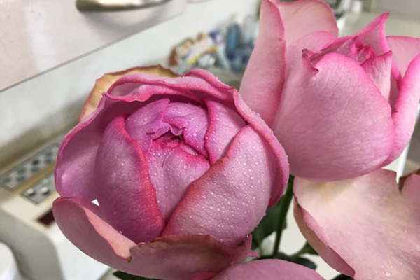 伊芙IM 伊芙IM