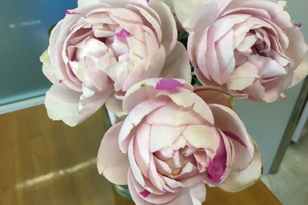 伊芙IS 伊芙IS