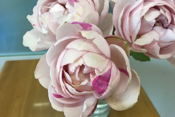 伊芙IS 伊芙IS
