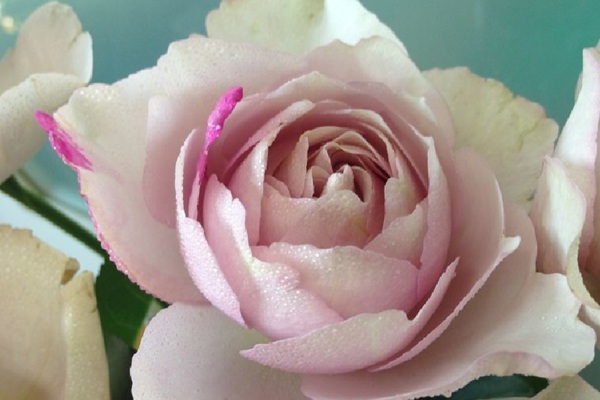 伊芙IS 伊芙IS