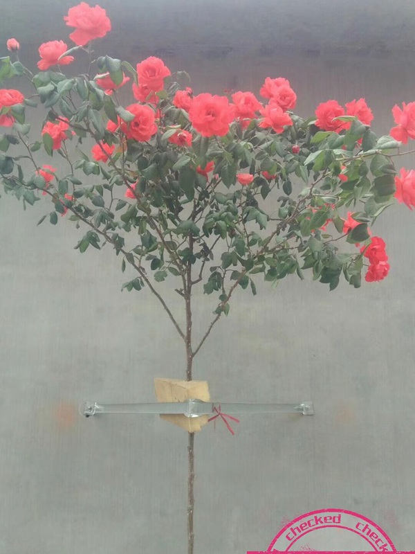 哪些树桩可以嫁接月季 哪些树桩可以嫁接月季