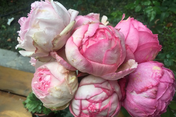 伊芙魂之香水 伊芙魂之香水