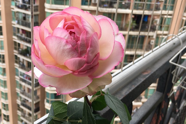 伊芙魂之香水 伊芙魂之香水