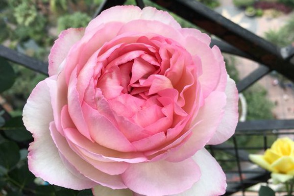 伊芙魂之香水 伊芙魂之香水